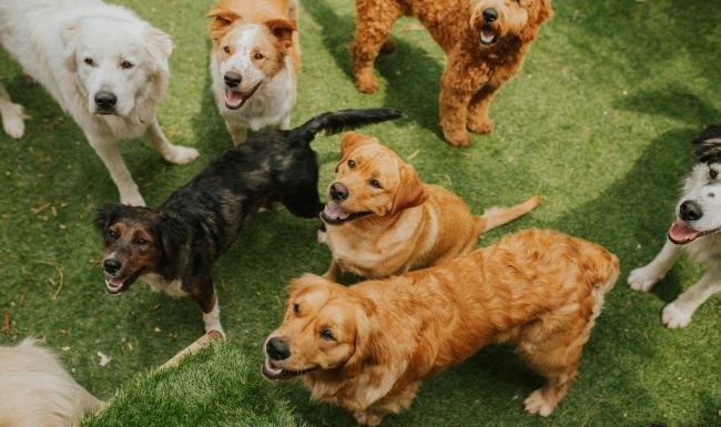 a group of dogs lying on grass