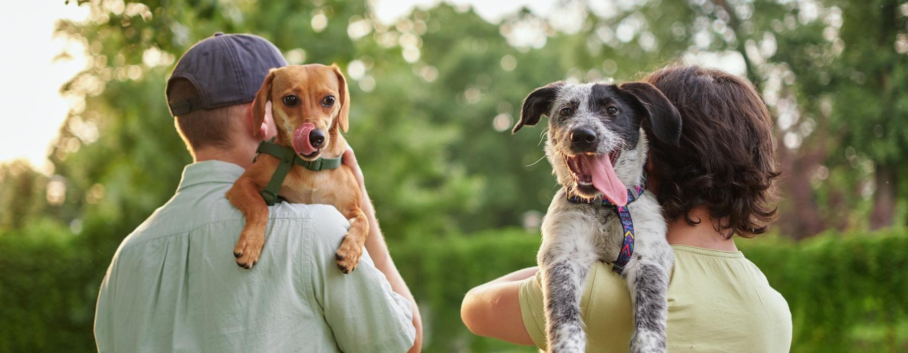 a person holding a dog