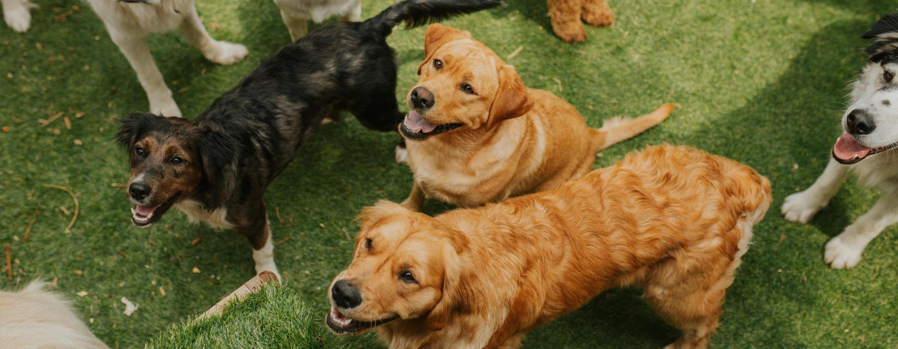 a group of dogs lying on grass